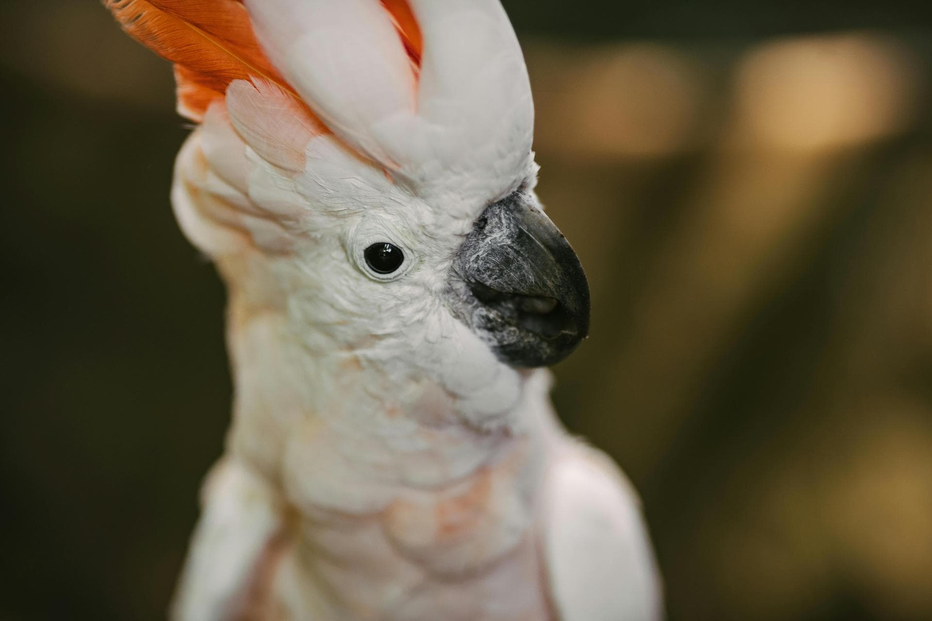 Follow-up Vet Appointment Prices in Luton