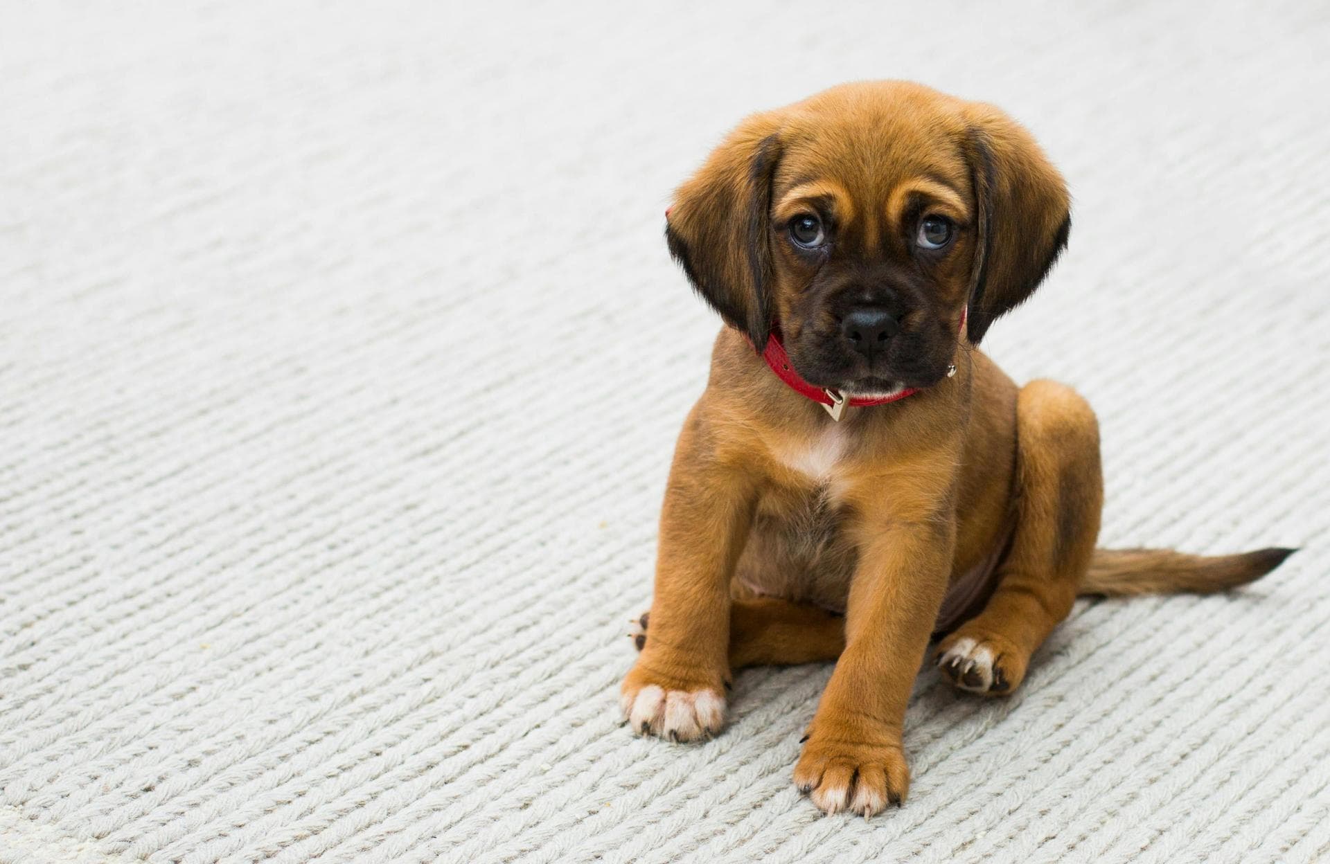 Dog Spay Castrate Neutering Prices in Luton