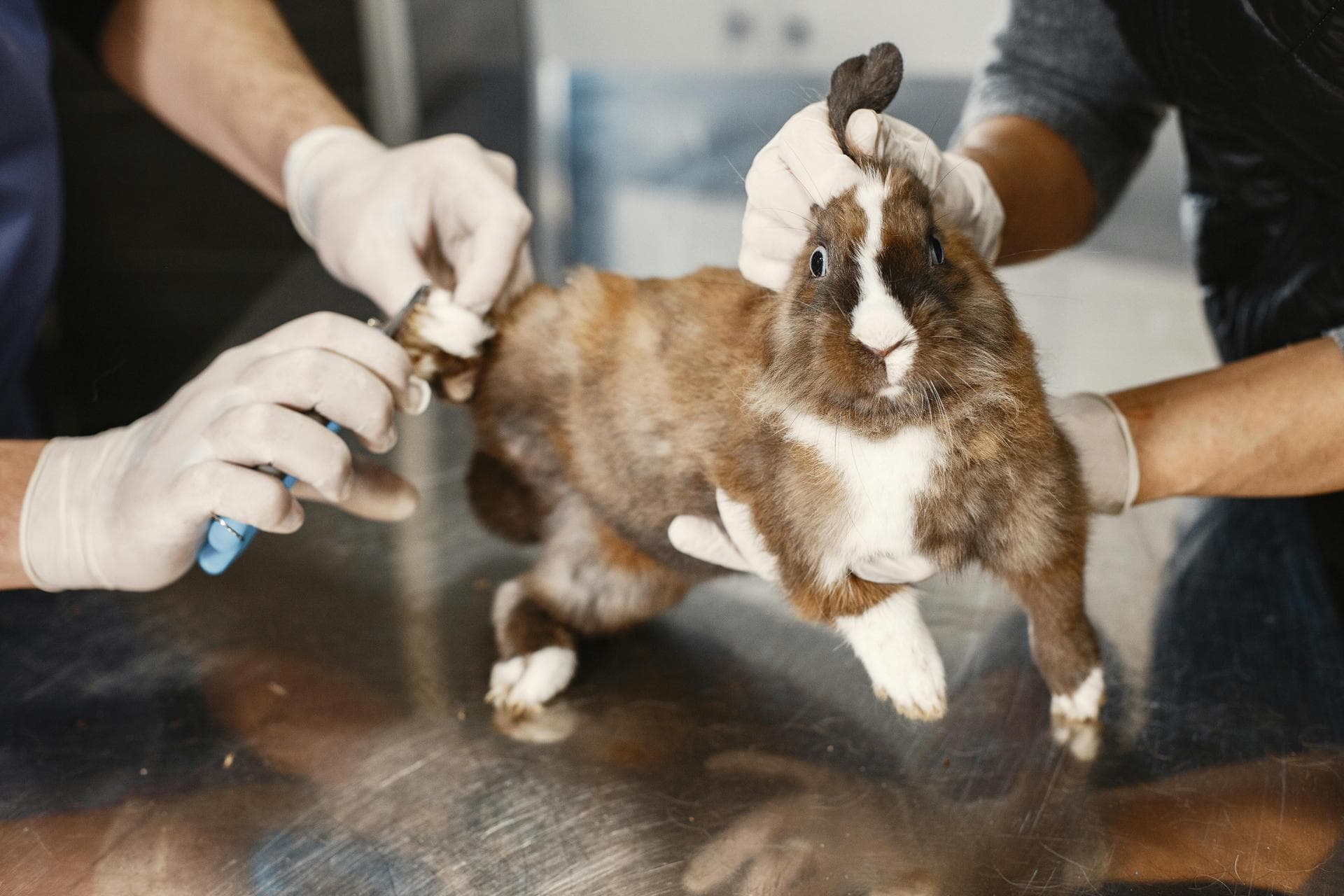 Cat Kitten Vaccinations Feline Leukaemia Prices in Luton