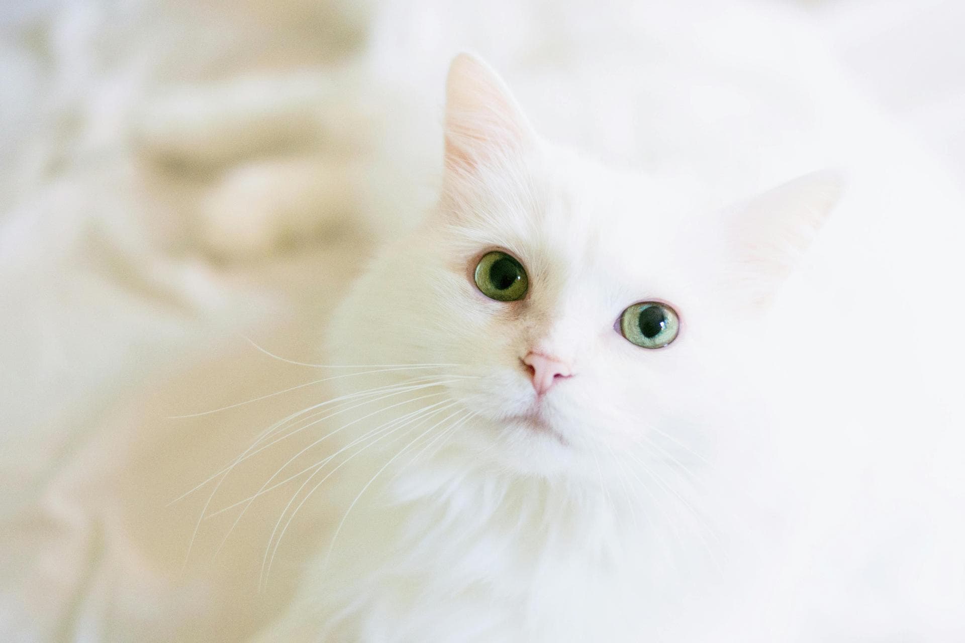 Cat Kitten Vaccinations Feline Leukaemia Prices in Luton