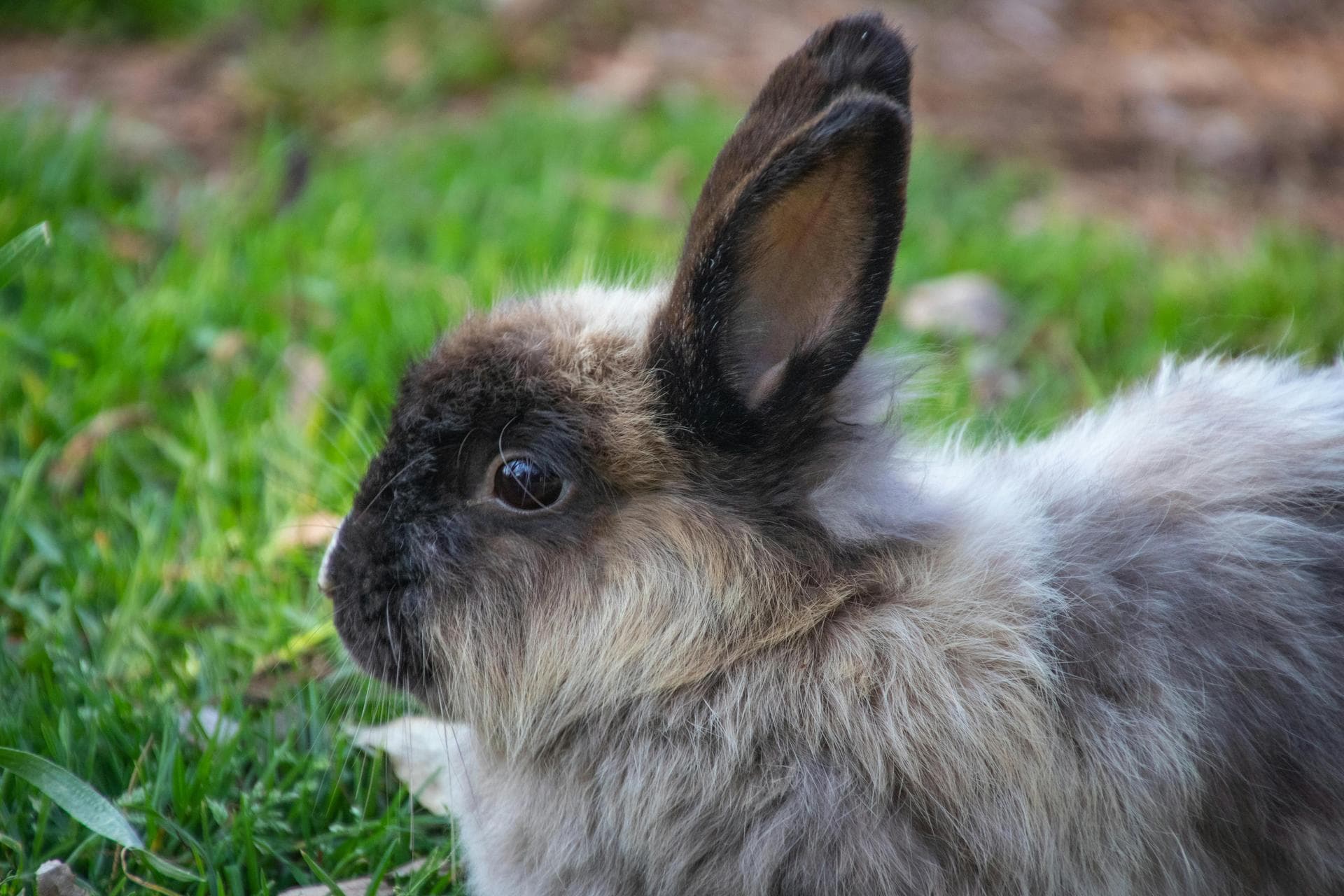 Rabbit Vaccinations Vhd Myxo Prices in Luton
