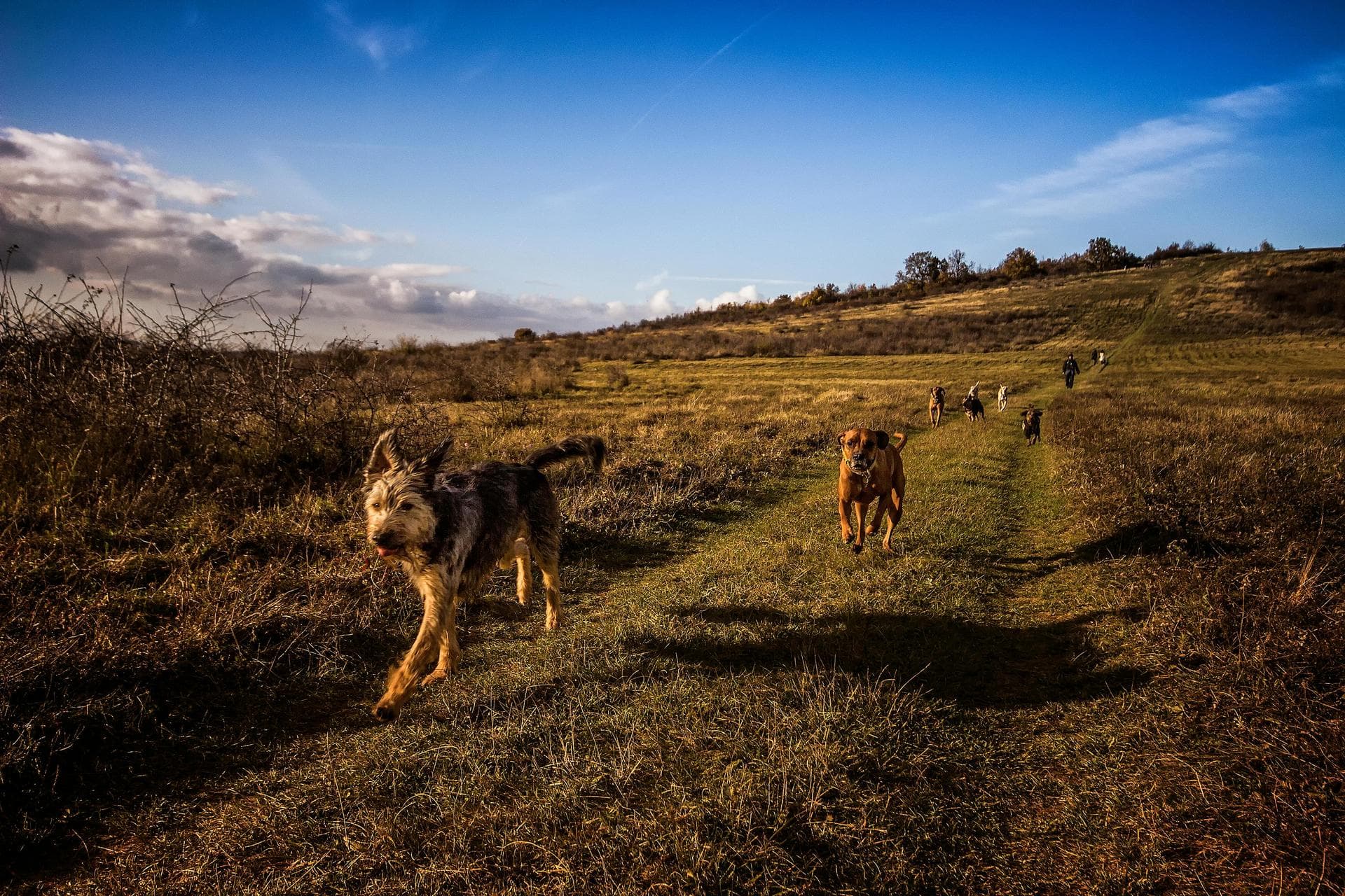 Dog & Cat Vets in Luton