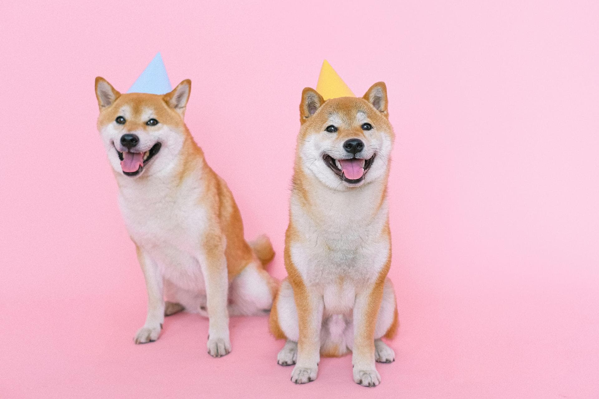Pet Microchipping Prices in Luton