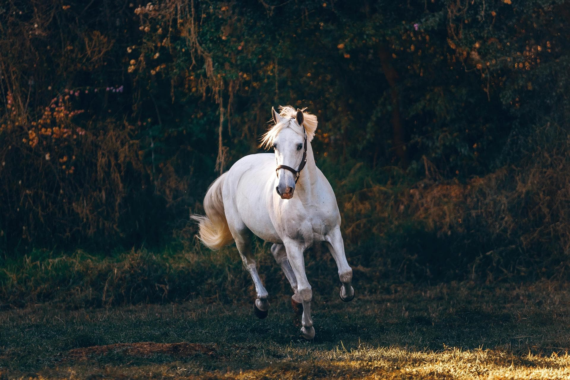 Vet Consultation Prices in Luton